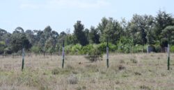 Prime 50×100 Plots for Sale in Chaka, Nyeri with Stunning Mt. Kenya Views